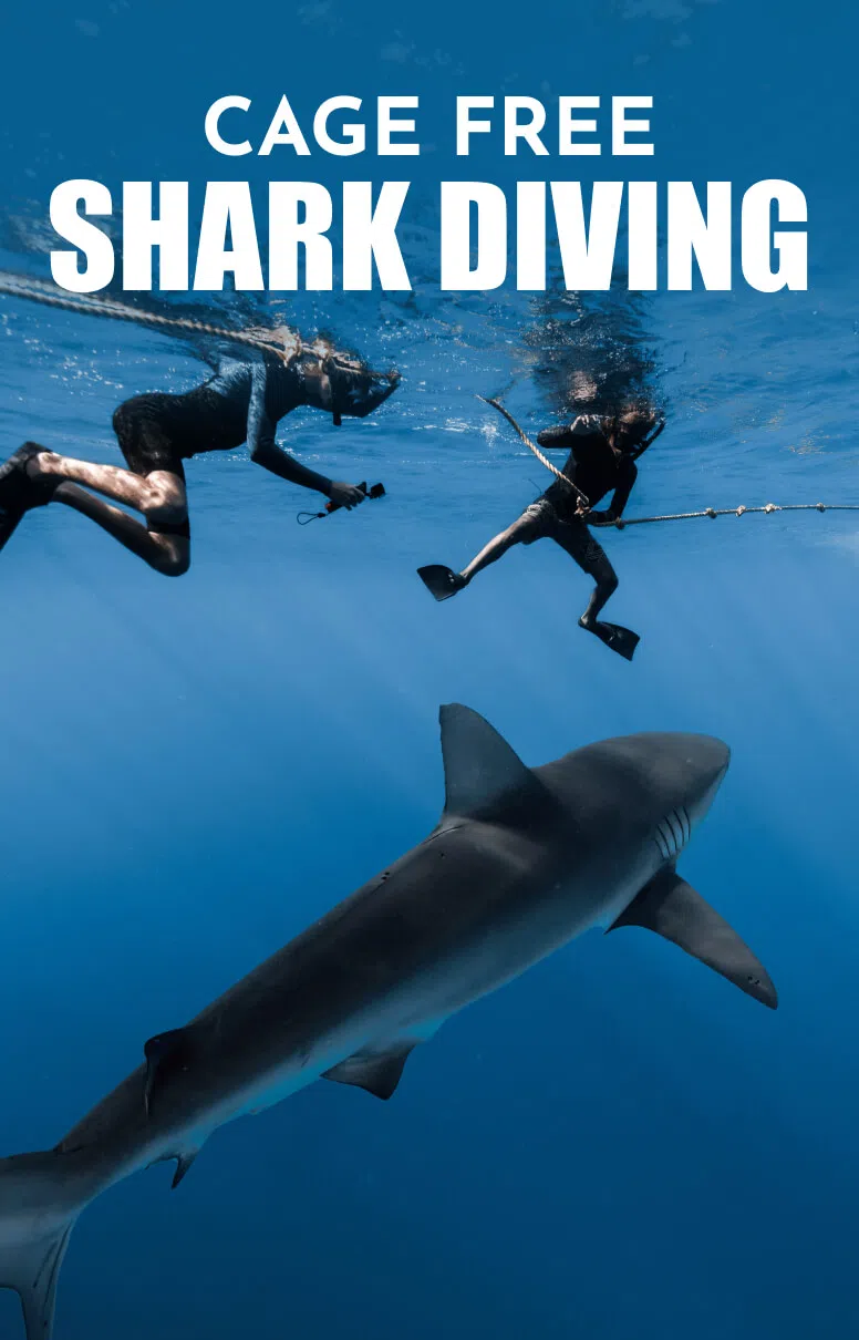 Cage Free Shark Diving