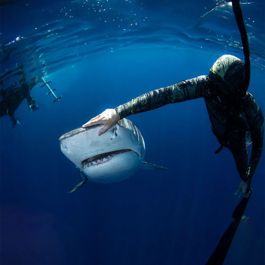 An underwater photo of professional shark handler and safety diver for Hawaii Adventure Diving, Nick Lowenstine in the open ocean wearing a camoflage full body wetsuit and advanced freediving gear with his hand on the nose of a large oncoming tiger shark in a shark redirecting maneuver. They both appear calm and controlled.