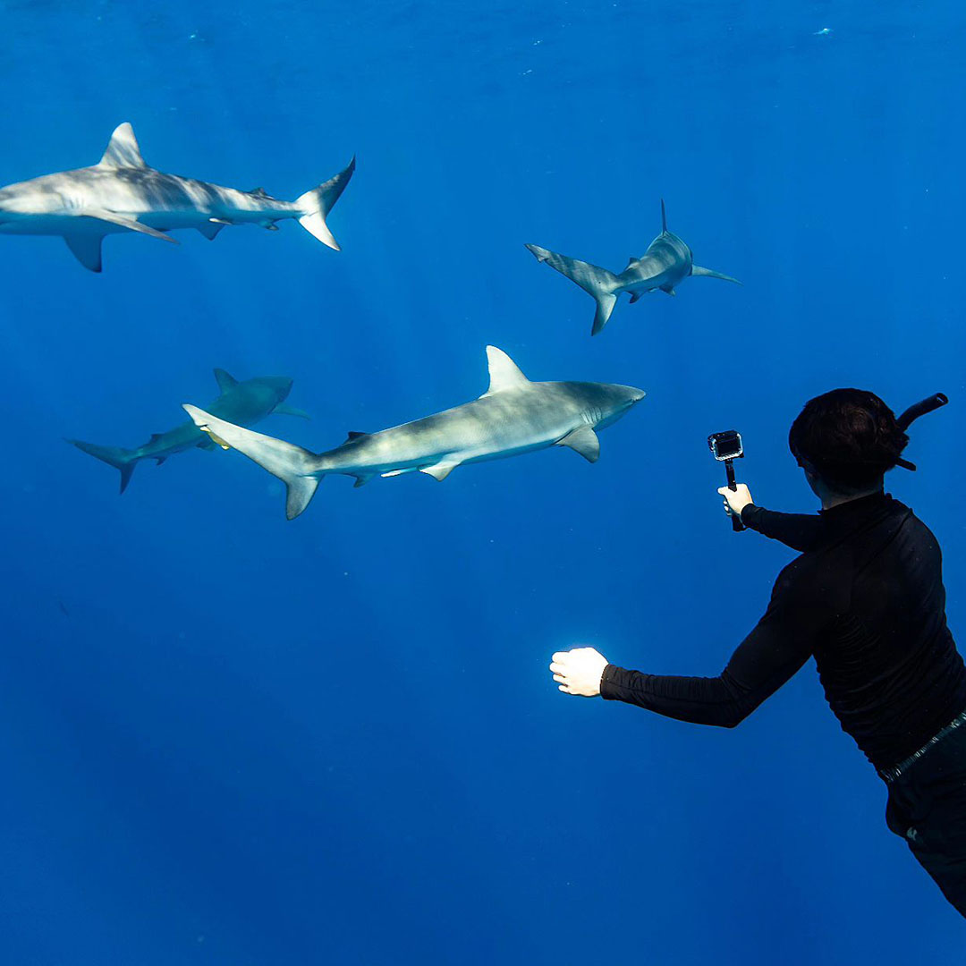An underwater photo of a freediver on a shark diving tour by Hawaii Adventure Diving located on the north shore of Oahu, Hawaii, taking a photo of a group of sharks with their underwater camera. They are wearing a black long sleeve rash guard and snorkel gear.